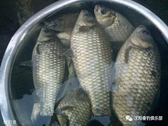 最新黑坑釣鯽魚(yú)技巧與實(shí)戰(zhàn)體驗(yàn)分享