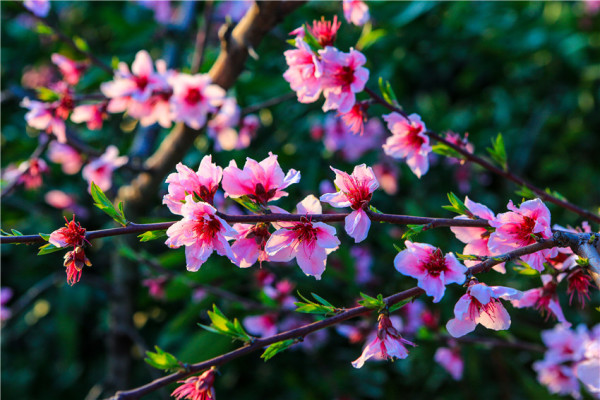 桃花盛開(kāi)的美景與文化交融，最新消息揭秘盛開(kāi)之美