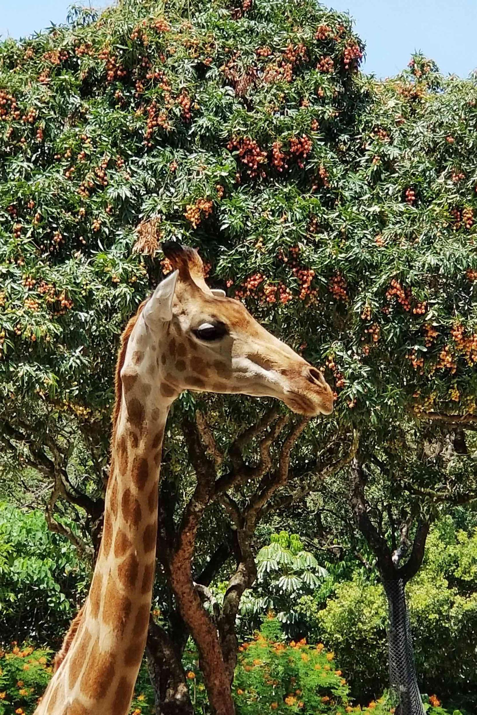 深圳最新動物園，自然與科技的和諧融合之旅