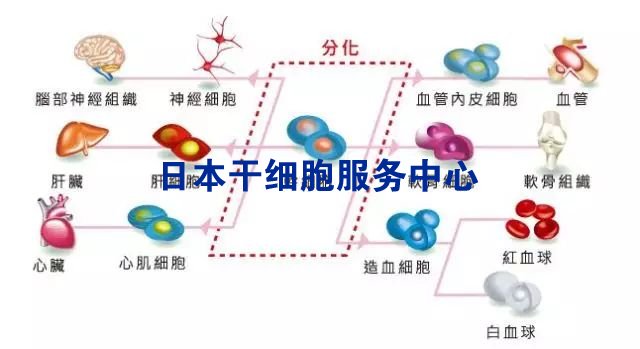 日本最新干細胞研究的突破與前景展望