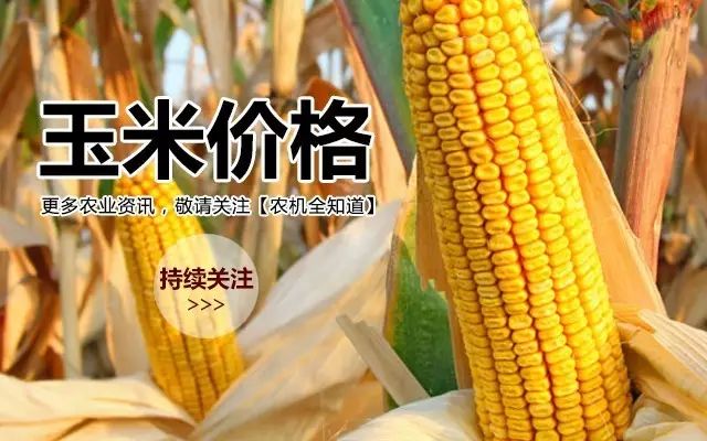 山東玉米最新價(jià)格及分析