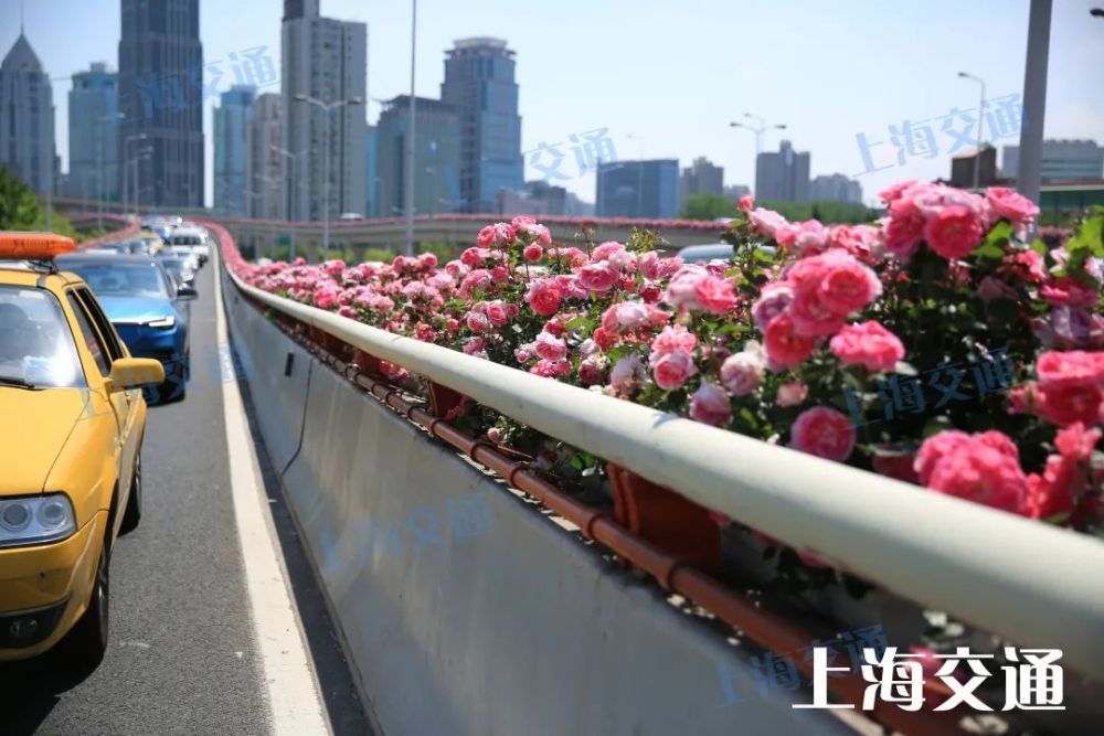 上海高架花盛開，都市中的絢麗風(fēng)景線