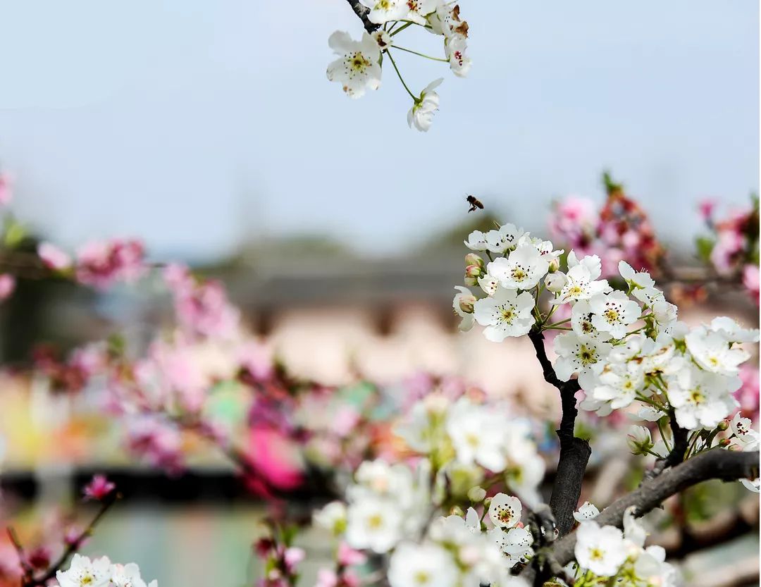 探索前沿，領(lǐng)略時代風采——踏花行最新資訊